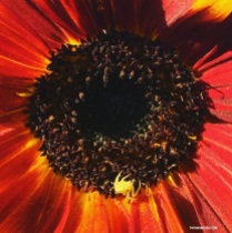 spider in sunflower